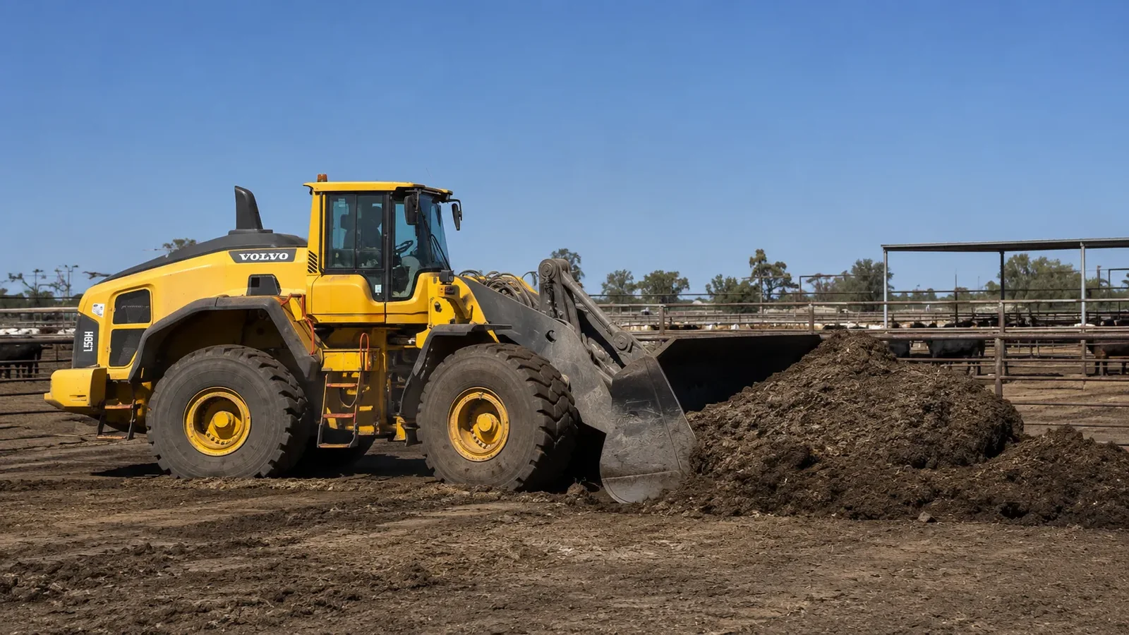 Feedlot and cattle yard cleaning with CE Contracting in rural Queensland